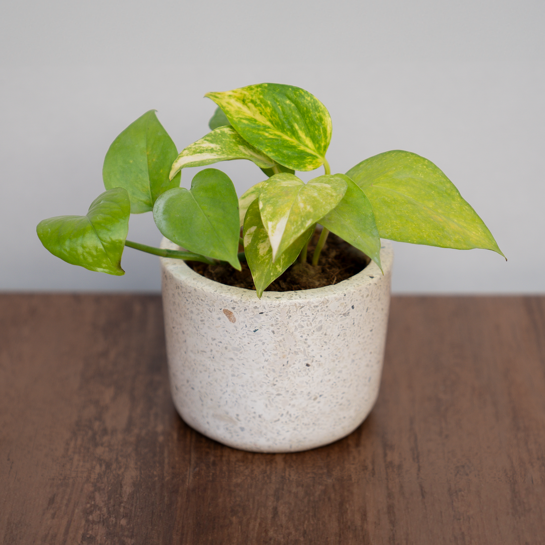 Terra Luxe Planter