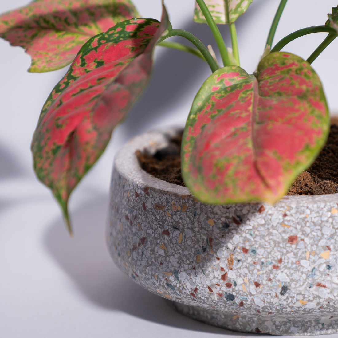 Terra Luxe Bowl Planter