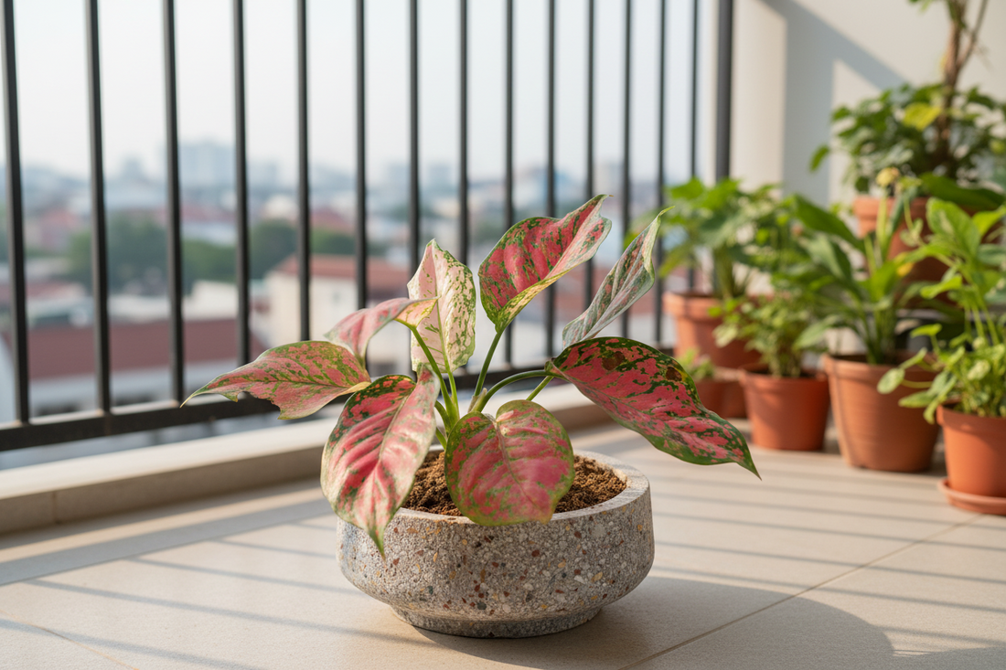 Terra Luxe Bowl Planter