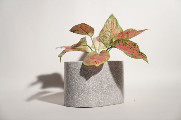 Terra Luxe Oval Planter